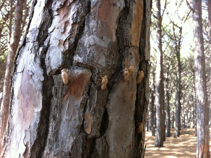 cicada shells on a tree near a beach in Marina di Cecina, Italy